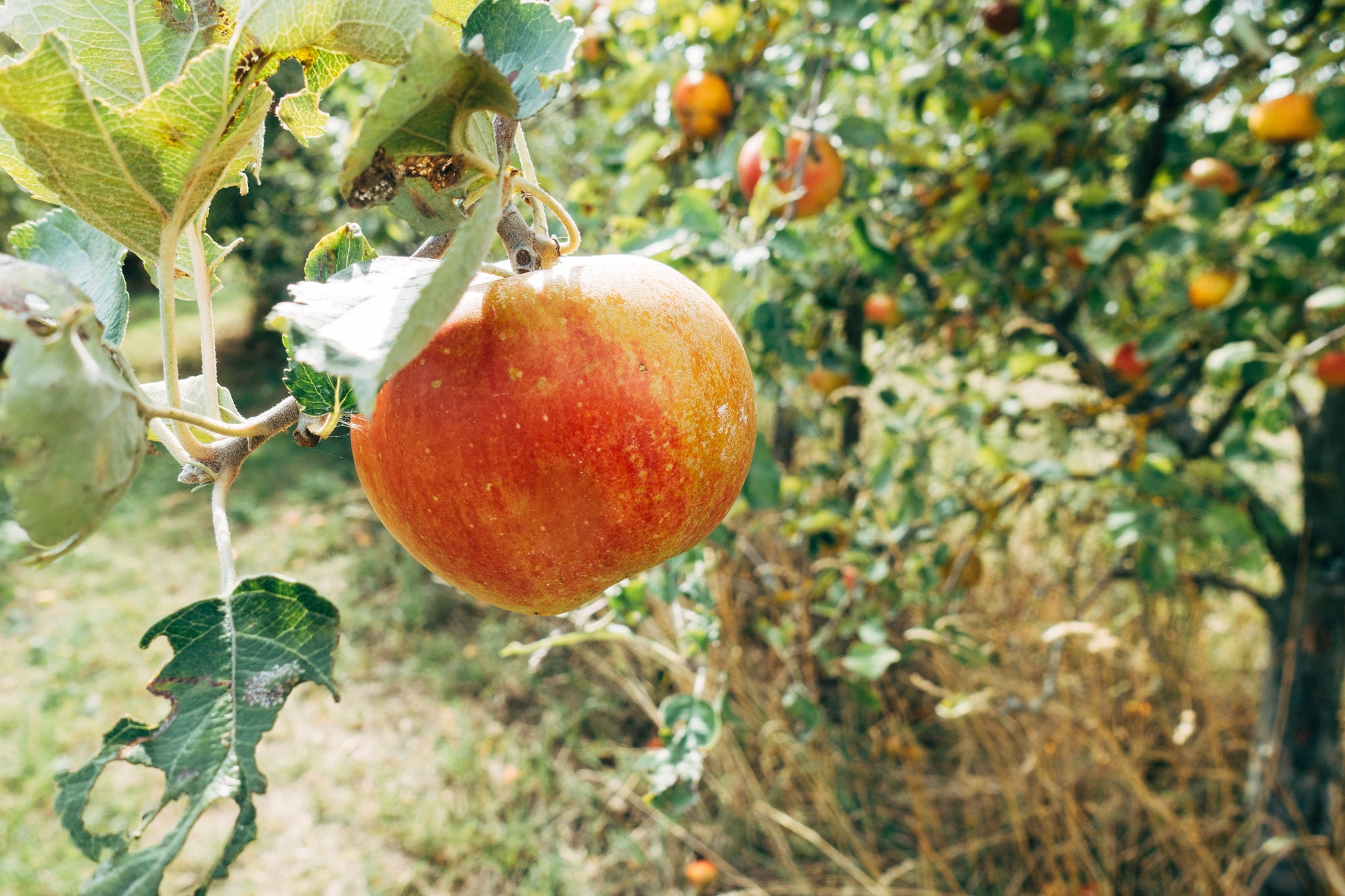 shop-cider-crispin-cider